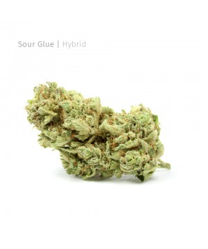 Sour Glue | Hybrid